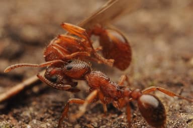 Myrmica ruginodis photo 120