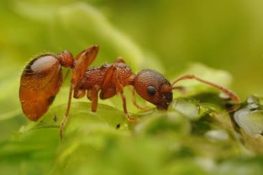 Myrmica ruginodis photo 121