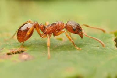Myrmica ruginodis photo 122