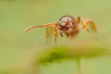 Myrmica ruginodis photo 123