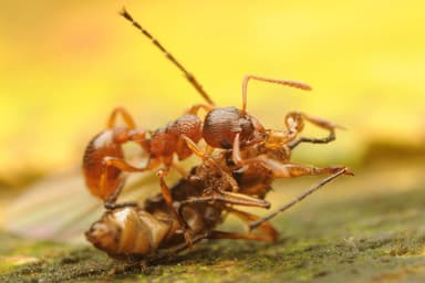 Myrmica ruginodis photo 127