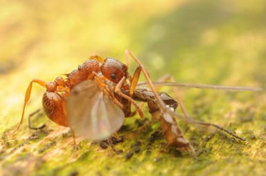 Myrmica ruginodis photo 130