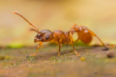 Myrmica ruginodis photo 134