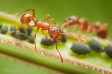 Myrmica ruginodis photo 136