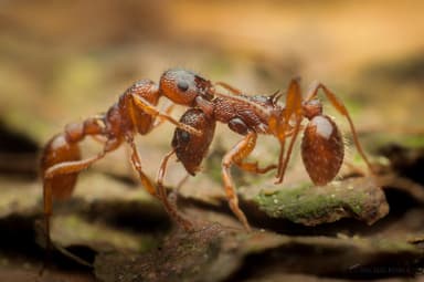 Myrmica ruginodis photo 139