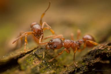 Myrmica ruginodis photo 140