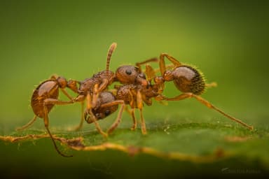 Myrmica ruginodis photo 142