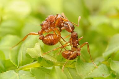 Myrmica ruginodis photo 146