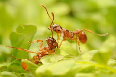 Myrmica ruginodis photo 148