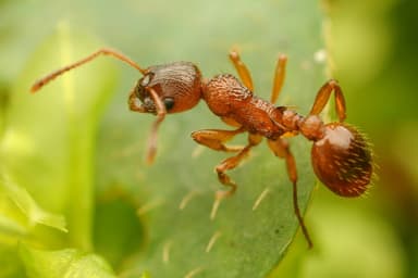 Myrmica ruginodis photo 150