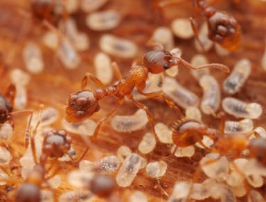 Myrmica ruginodis photo 20