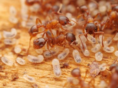 Myrmica ruginodis photo 21
