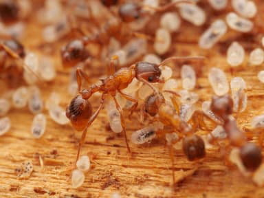 Myrmica ruginodis photo 22