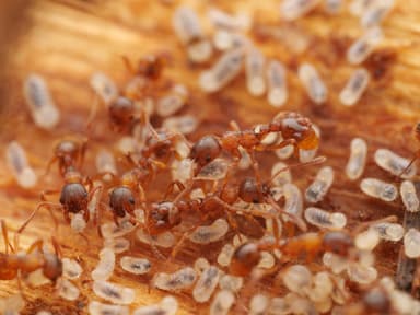 Myrmica ruginodis photo 23