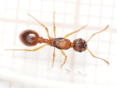 Myrmica ruginodis photo 25