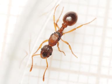 Myrmica ruginodis photo 26
