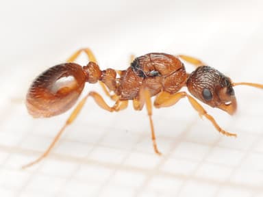 Myrmica ruginodis photo 27