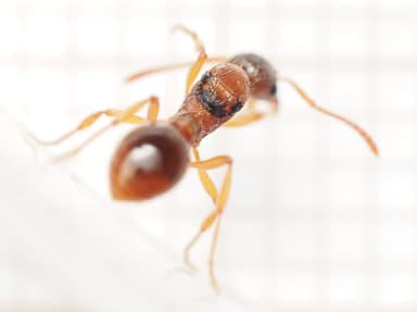 Myrmica ruginodis photo 28