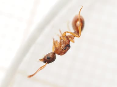 Myrmica ruginodis photo 29