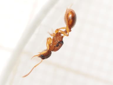 Myrmica ruginodis photo 30
