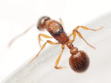 Myrmica ruginodis photo 31