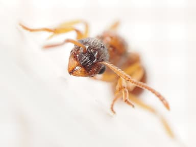 Myrmica ruginodis photo 33