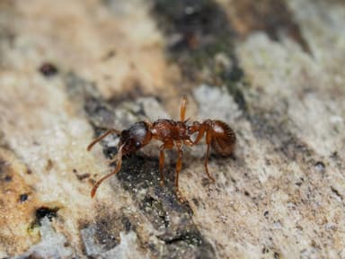 Myrmica ruginodis photo 34