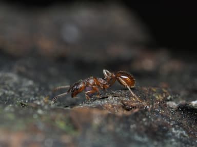 Myrmica ruginodis photo 35