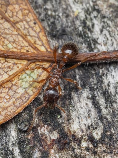 Myrmica ruginodis photo 36