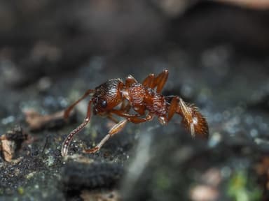 Myrmica ruginodis photo 37