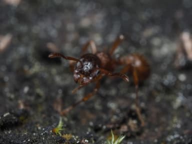 Myrmica ruginodis photo 38