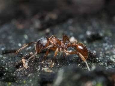 Myrmica ruginodis photo 39