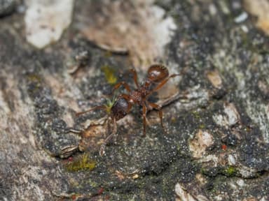Myrmica ruginodis photo 40