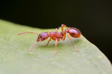 Myrmica ruginodis photo 41