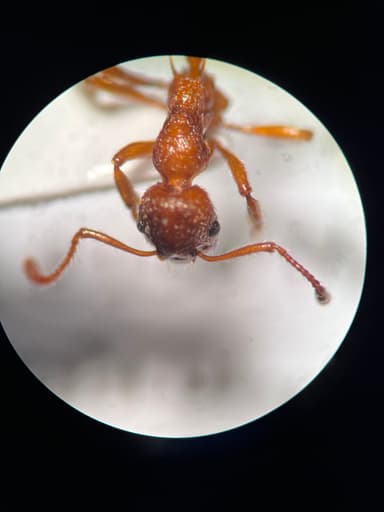 Myrmica ruginodis photo 42