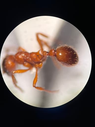 Myrmica ruginodis photo 43