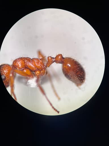 Myrmica ruginodis photo 44