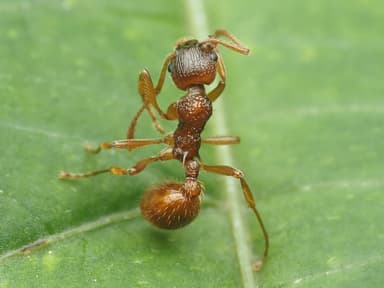 Myrmica ruginodis photo 45