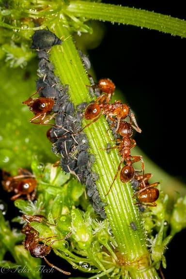 Myrmica ruginodis photo 46