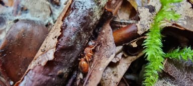Myrmica ruginodis photo 47