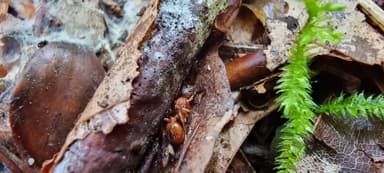 Myrmica ruginodis photo 48