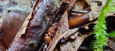 Myrmica ruginodis photo 49