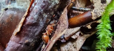 Myrmica ruginodis photo 50