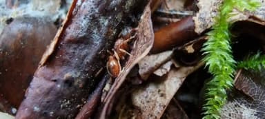 Myrmica ruginodis photo 51