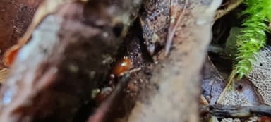 Myrmica ruginodis photo 52