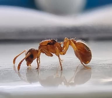Myrmica ruginodis photo 53