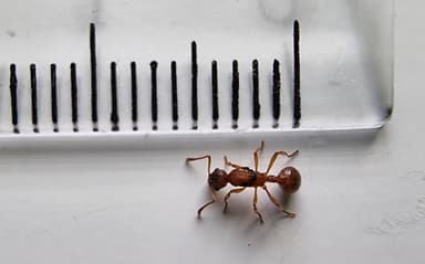 Myrmica ruginodis photo 54