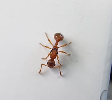 Myrmica ruginodis photo 55