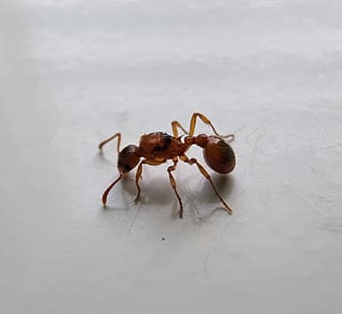 Myrmica ruginodis photo 56