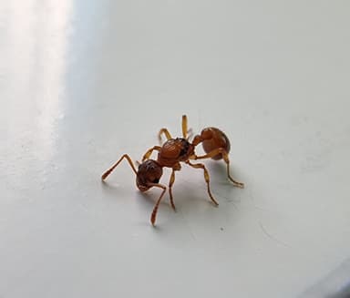 Myrmica ruginodis photo 57